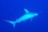 Requin marteau par Fabrice